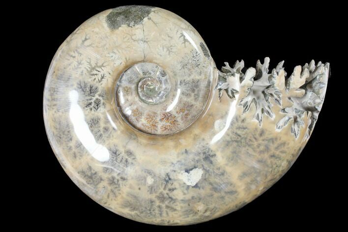 Polished, Agatized Ammonite (Phylloceras?) - Madagascar #133239